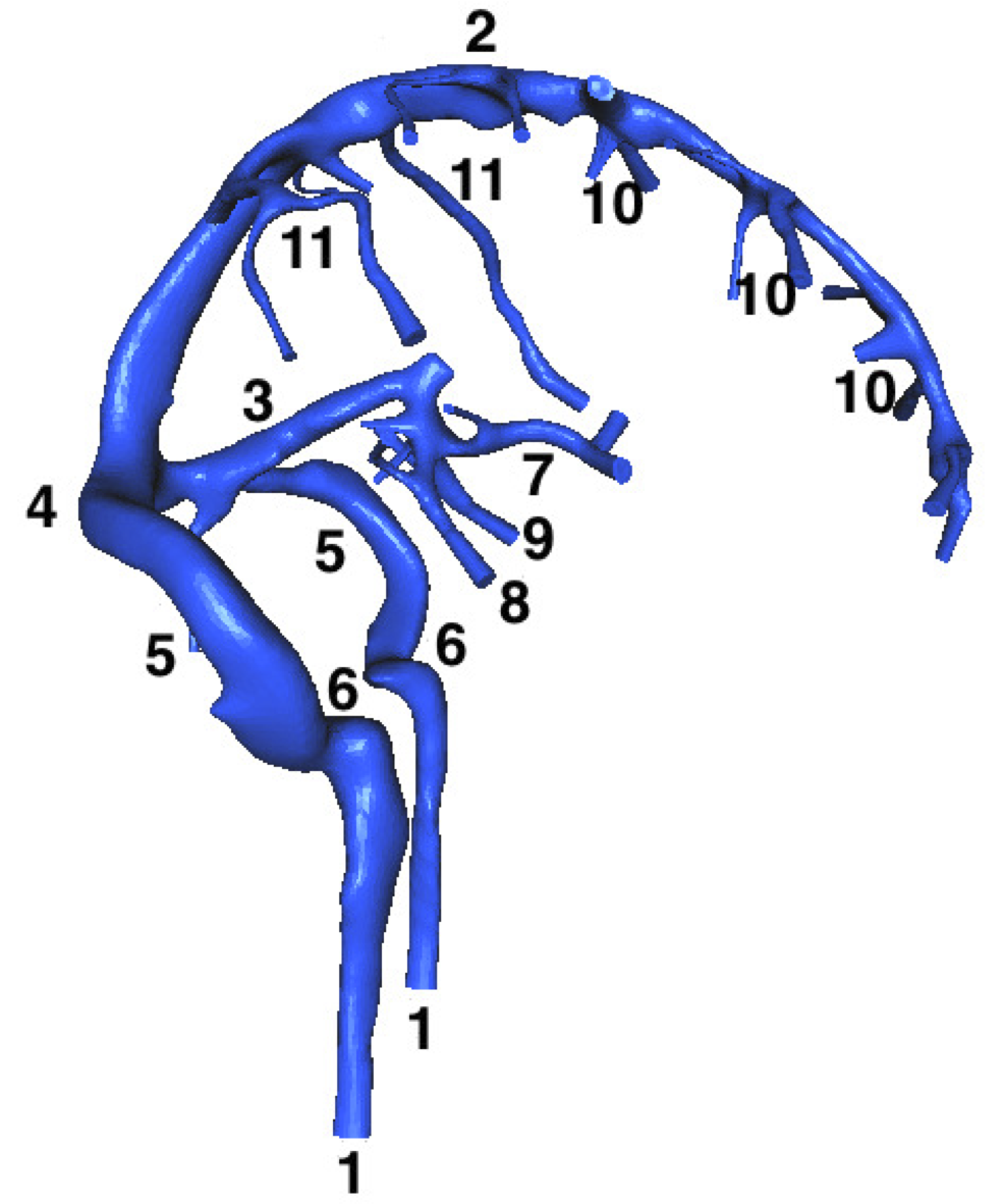 cerebral venous network